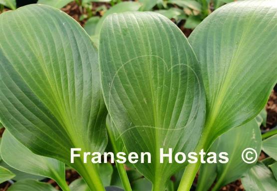 Hosta Paradise Glimmer